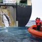 Japan whaling fleet returns from Antarctic hunt with 333 whales