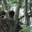 Eagle that starred in British TV series killed by Mozambique hunters