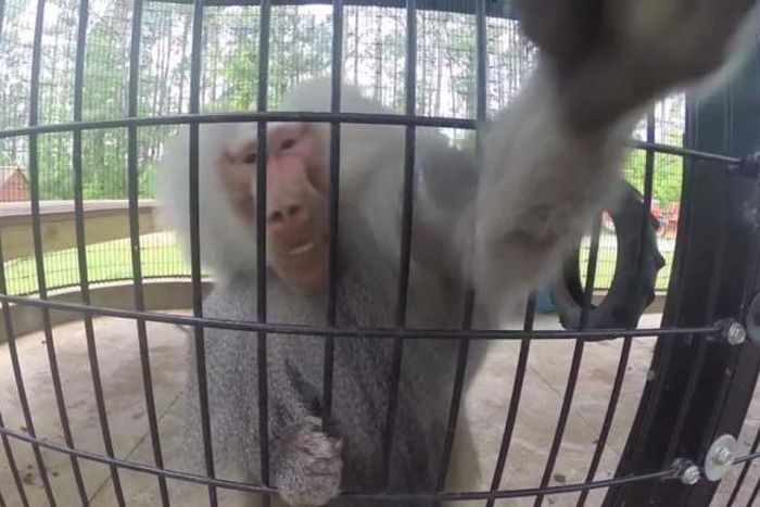 Camera-shy baboon slaps camera out of man's hand