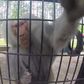 Camera-shy baboon slaps camera out of man's hand