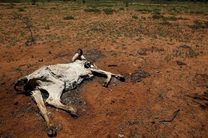 The carcass of a cow lies in a field in Disaneng village outside Mafikeng, South Africa, January 28, 2016. REUTERS/Sydney Seshibedi