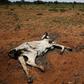 The carcass of a cow lies in a field in Disaneng village outside Mafikeng, South Africa, January 28, 2016. REUTERS/Sydney Seshibedi