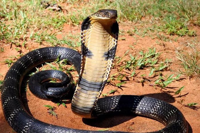 2 deadly venomous snakes found in package at post office