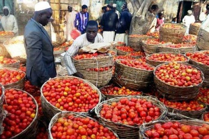 ___5080496___https:______static.pulse.com.gh___webservice___escenic___binary___5080496___2016___5___26___21___tomato-ebola