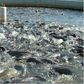 Fish Farm