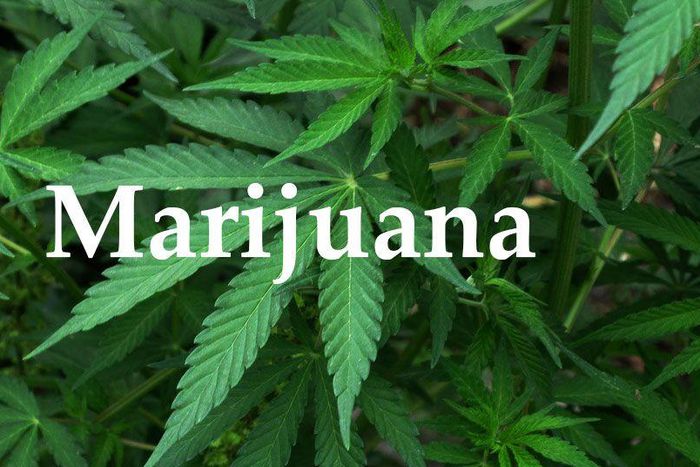 Should Christians use marijuana?