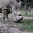 A police officer looks at a northern white rhino, only three of its kind left in the world, as it moves in an enclosed and constantly protected perimeter ahead of the Giants Club Summit of African leaders and others on tackling poaching of elephants an...