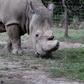 A police officer looks at a northern white rhino, only three of its kind left in the world, as it moves in an enclosed and constantly protected perimeter ahead of the Giants Club Summit of African leaders and others on tackling poaching of elephants an...