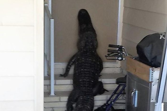 Deadly alligator found trying to enter front door of mobile home