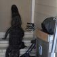 Deadly alligator found trying to enter front door of mobile home