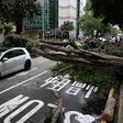 A vehicle drives among trees uprooted by strong winds from Typhoon Nida in Hong Kong, China August 2, 2016.