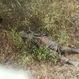Soldiers kill terrorists in Borno state