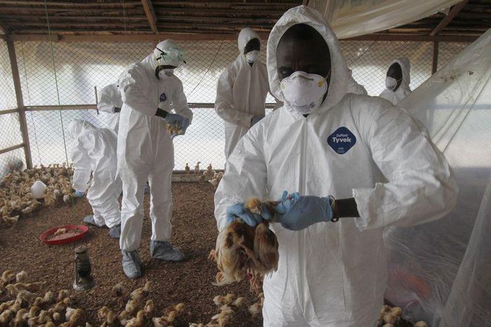 Workers from the Animal Protection Ministry cull chicks to contain an outbreak of bird flu, at a farm in the village of Modeste, Ivory Coast, August 14, 2015. Ivory Coast said on Friday that the H5N1 bird flu had spread to a third location in the count...