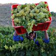 A worker harvests grapes at the La Motte wine farm in Franschoek near Cape Town, South Africa in this picture taken January 29, 2016.