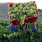 A worker harvests grapes at the La Motte wine farm in Franschoek near Cape Town, South Africa in this picture taken January 29, 2016.