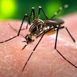 WHO group backs Sanofi's vaccine in areas with high dengue rates