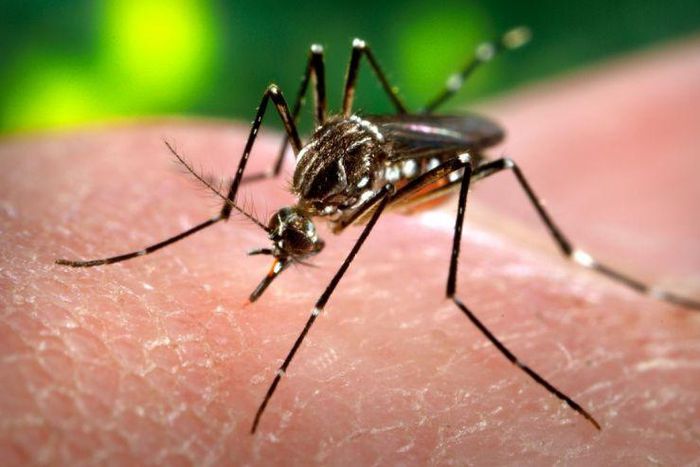 WHO group backs Sanofi's vaccine in areas with high dengue rates