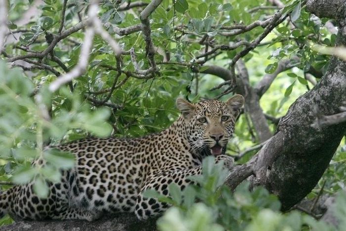 A leopard perches in a tree in South Africa's Kruger National Park, December 10, 2009. REUTERS/Mike Hutchings