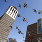 Pigeons fly outside the Nda Mariam Orthodox Cathedral in Eritrea's capital Asmara, February 16, 2016. REUTERS/Thomas Mukoya