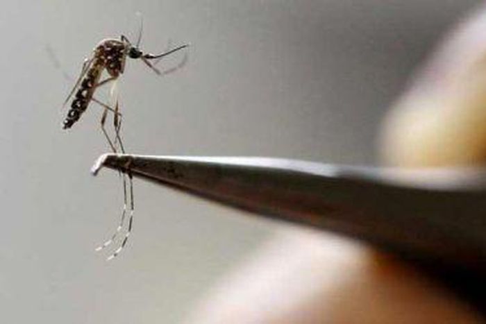 Bacteria blocks mosquitoes from transmitting Zika -Brazilian study