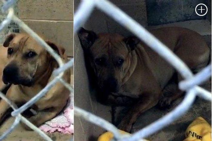 Family dogs maul 3-year-old to death