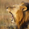 A lions yawns at Nairobi's National Park March 11, 2013