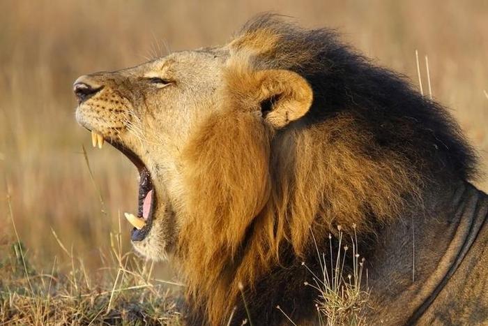 A lions yawns at Nairobi's National Park March 11, 2013