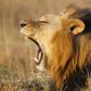 A lions yawns at Nairobi's National Park March 11, 2013