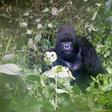A mountain gorilla is photographed in Virguna National Park located in the Democratic Republic of Congo (DRC) April 4, 2014. REUTERS/Edith Honan