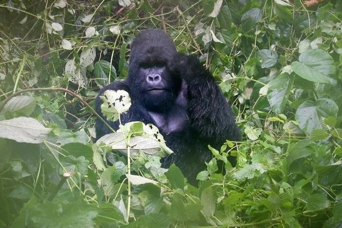 A mountain gorilla is photographed in Virguna National Park located in the Democratic Republic of Congo (DRC) April 4, 2014. REUTERS/Edith Honan