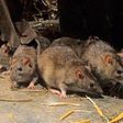 Lassa Fever: Agency advises sick people to visit hospitals