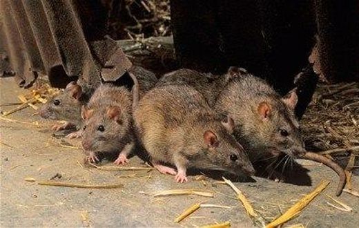 Viral disease kills 5 more in Taraba