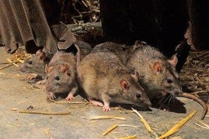 Lassa Fever: Agency advises sick people to visit hospitals