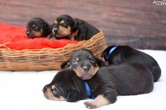 This adorable picture of a dog showing off her babies would melt your heart
