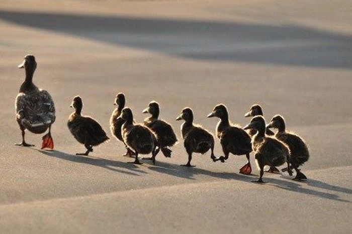 How to make your followers do what you want