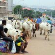Cattle pictures around the busy Banex junction in Abuja (pzimedia)