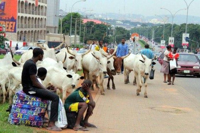 Cattle pictures around the busy Banex junction in Abuja (pzimedia)
