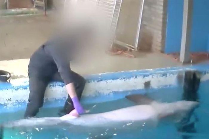 Picture of zoo keeper performing sex act on dolphin goes viral