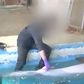 Picture of zoo keeper performing sex act on dolphin goes viral