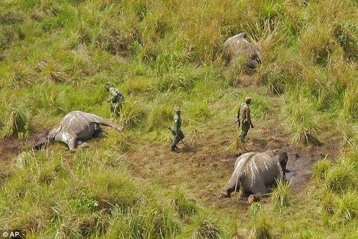 Elephant poachers kill rangers, wound Swedish park manager in Congo