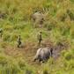Elephant poachers kill rangers, wound Swedish park manager in Congo