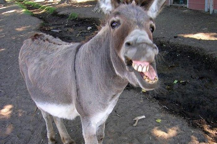 A Zimbabwe man offered to pay the bride price of a donkey he had sex with