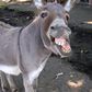 A Zimbabwe man offered to pay the bride price of a donkey he had sex with