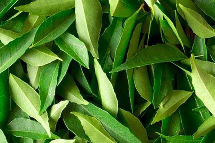 ___5022079___https:______static.pulse.com.gh___webservice___escenic___binary___5022079___2016___5___11___20___curry-leaves_