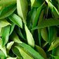 ___5022079___https:______static.pulse.com.gh___webservice___escenic___binary___5022079___2016___5___11___20___curry-leaves_