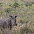 A White Rhino walks through scrub in the dusk light in Pilanesberg National Park in South Africa's North West Province, in this file picture taken April 19, 2012.
