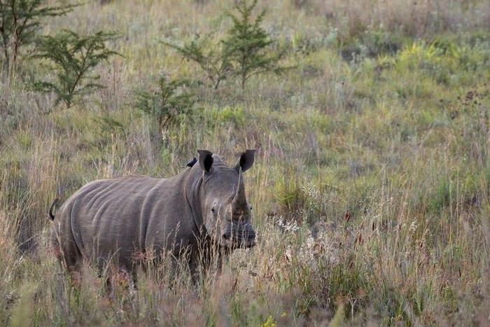 A White Rhino walks through scrub in the dusk light in Pilanesberg National Park in South Africa's North West Province, in this file picture taken April 19, 2012.