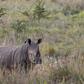 A White Rhino walks through scrub in the dusk light in Pilanesberg National Park in South Africa's North West Province, in this file picture taken April 19, 2012.
