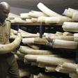 A Zimbabwe National Parks and Wildlife Management official checks ivory inside a storeroom in Harare August 22, 2012.