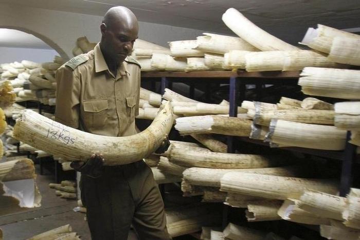 A Zimbabwe National Parks and Wildlife Management official checks ivory inside a storeroom in Harare August 22, 2012.